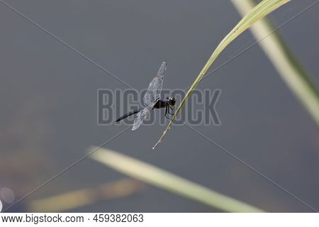 Slaty Skimmer (libellula Incesta) Dragonfly Perched On A Blade Of Swamp Grass