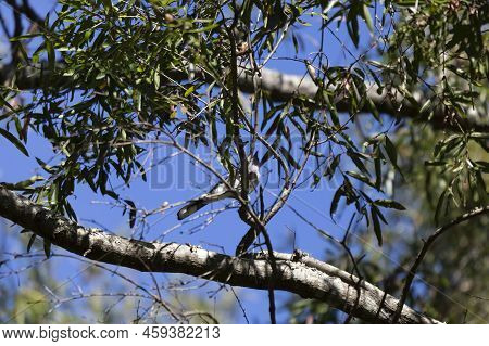 Underbelly Of A Blue Jay (cyanocitta Cristata) Who Is Partially Hidden By Leaves And Limbs