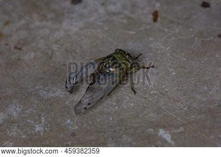 Single Resh Cicada (megatibicen Resh) On A Cement Ground