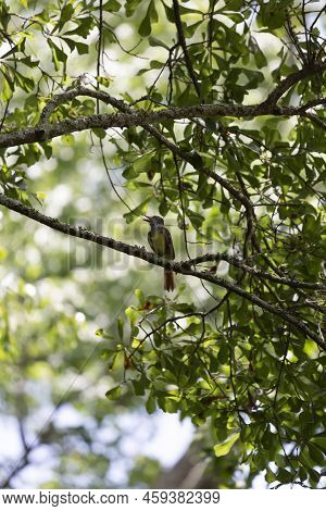 Great-crested Flycatcher (myiarchus Crinitus) Calling From Its Perch On A Tree Branch