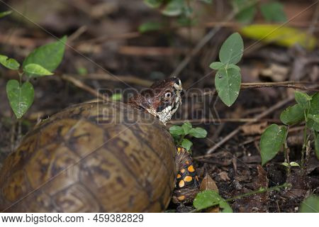 Eastern Box Turtle (terrapene Carolina Carolina) With An Asian Tiger Mosquito (aedes Albopictus) On 