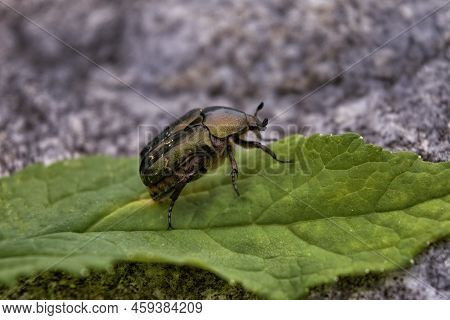 Beetle Rose Chafer Or The Green Rose Chafer On The Background Of The Texture Of Old Wood.