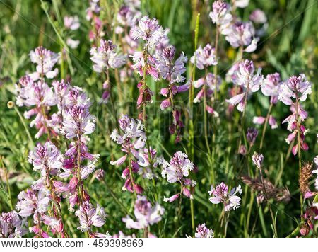 Various Wild Plants, Photos Of Plants With Purple Flowers