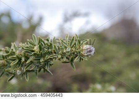 Adenocarpus Hispanicus. It Is A Flowering Plant In The Family Fabaceae Endemic To The Iberian Penins