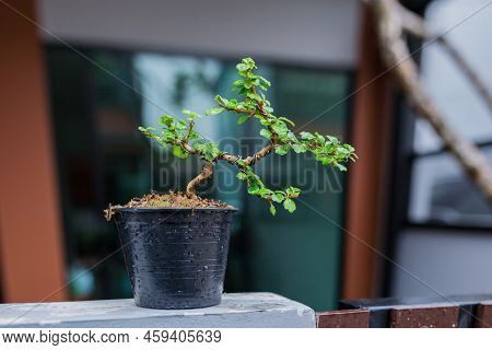 Mini Bonsai Tree In The Flowerpot On Bonsai Stand A Natural Background