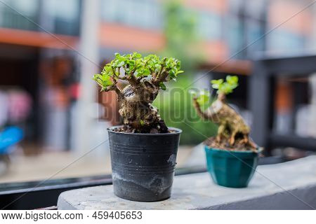 Mini Bonsai Tree In The Flowerpot On Bonsai Stand A Natural Background