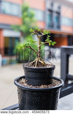 Mini Bonsai Tree In The Flowerpot On Bonsai Stand A Natural Background