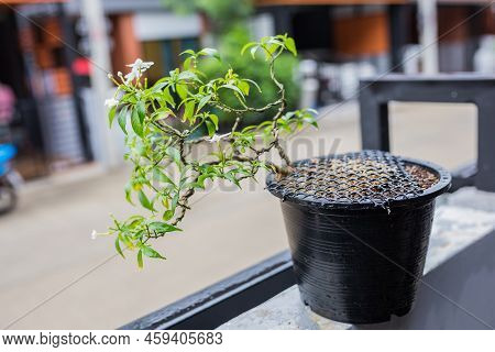 Mini Bonsai Tree In The Flowerpot On Bonsai Stand A Natural Background