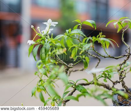 Mini Bonsai Tree In The Flowerpot On Bonsai Stand A Natural Background