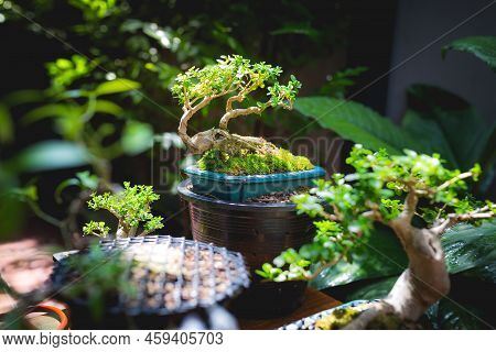Mini Bonsai Tree In The Flowerpot On Bonsai Stand A Natural Background