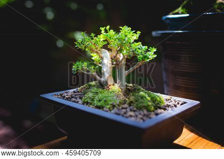 Mini Bonsai Tree In The Flowerpot On Bonsai Stand A Natural Background