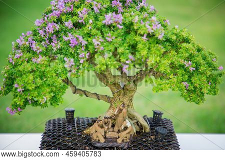 Mini Bonsai Tree In The Flowerpot On Bonsai Stand A Natural Background