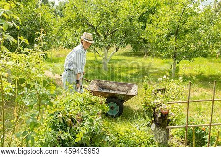 Woman Farmer Loading Garden Wheelbarrow With Fork.
