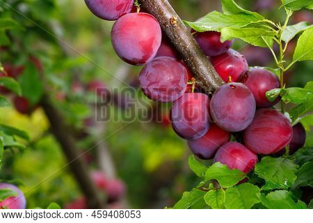 Ripecherry Plums Hanging On Branch In Garden