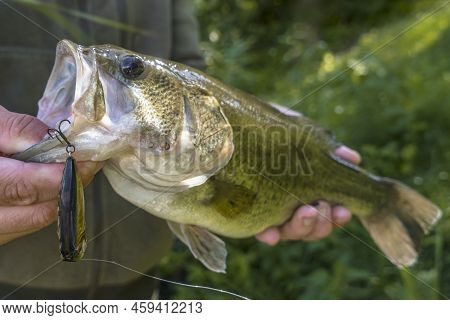 Bass Fishing Lure. Caught Bass Fish In Fisherman Hands. Largemouth Perch