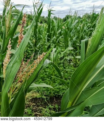 Corn With Flowers In The Field. Corn Released Flowers On The Plant. Green Corn In The Field. Corn Pl