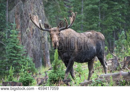 Bull Moose In A Rain Storm  In The Colorado Rocky Mountains