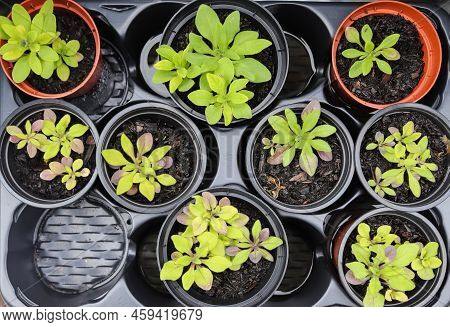 Fresh Green Seedlings Growing In Pots. Garedning Concept