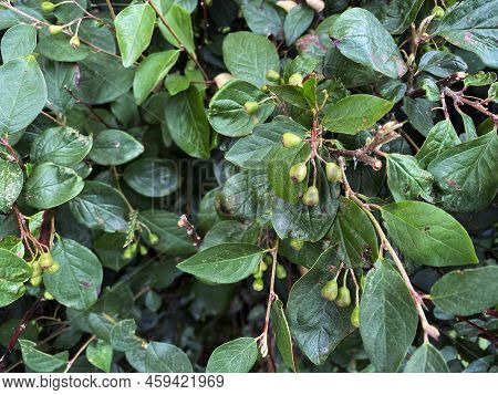 Photo Of Bushes. The Photo Shows Bushes And Leaves.