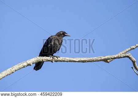 The American Crow (corvus Brachyrhynchos) Sitting On A Branch