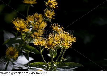 The Cup Plant (silphium Perfoliatum). Native To Eastern And Central North America. Cupplant Is One O
