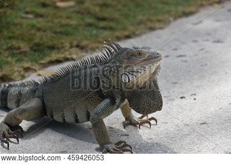 Creeping Grey Iguana Lizard With Spikes Along The Ridge Of His Bak.