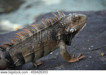Gray And Peach Iguana Lizard On A Large Rock In Aruba.