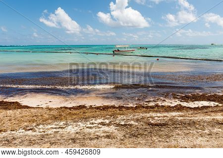 Beach Full Of Sargassum Algae. Sargassum Seaweeds Caribbean Ecological Problem.