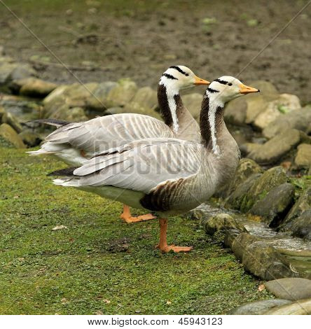 Bar-ledes Gooses