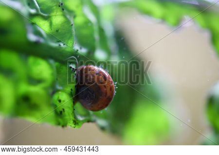 A Post Horn Snail In The Aquarium. Its Shell Is Shaped Like A Post Horn.