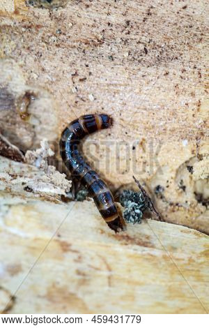 Close-up Of A Larva Of A Firefly, A Short-winged Moth.