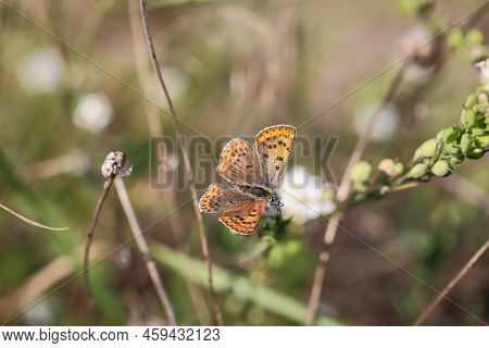 A Butterfly, A Brown Fire Butterfly Sits On A Plant.
