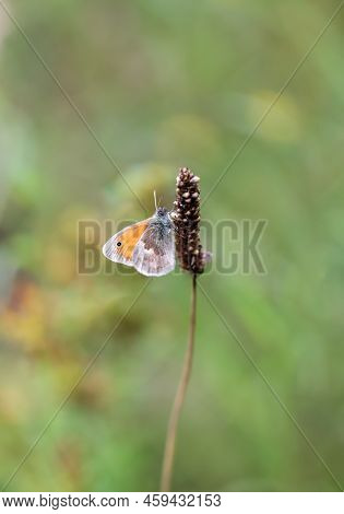 A Small Meadow Bird, A Butterfly On A Grass Plant.