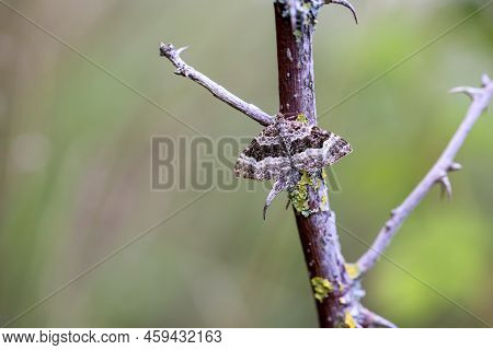 A Bedstraw Moth Sits On A Plant In A Meadow.