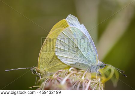 Mating Lemon Butterflies On The Flower Of A Meadow Plant.