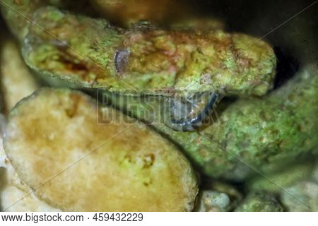 Close Up Of Many River Psyllids In The Bottom Of An Aquarium.