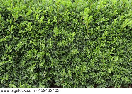 Boxwood Hedge Texture. Buxus Plant Pattern. Gardening Hedge Background.
