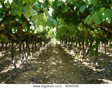 สีองุ่น