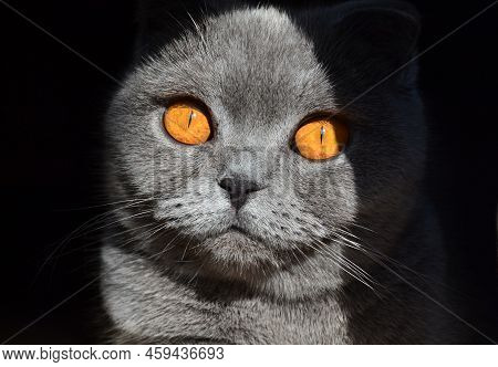 Scottish Fold Cat. Pictured Is A Scottish Fold Cat, 3 Years Old.