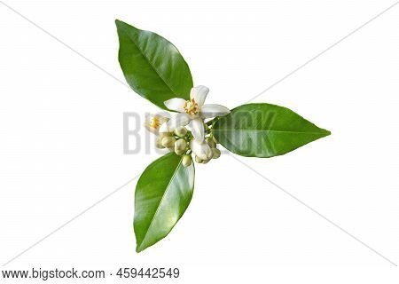 Orange Tree White Flowers And Buds Isolated Png. Neroli Blossom.