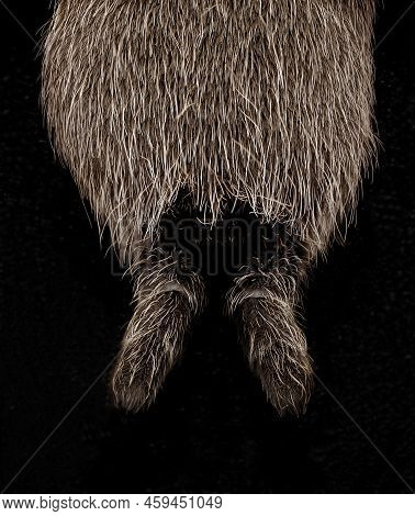 The Two Hairy Finger-like Spinnerets At The End Of The Body Of An Australian Tarantula, Also Known A
