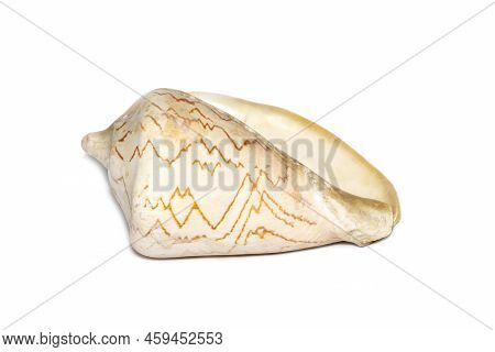 Image Of Andaman Seashell (cymbiola Nobilis) On A White Background. Undersea Animals. Sea Shells.