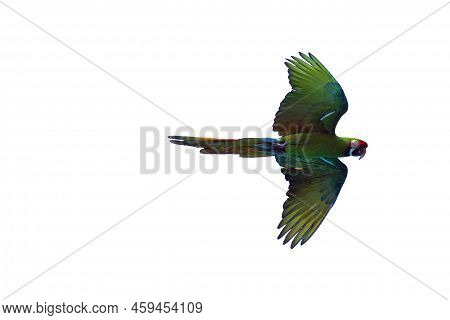 The Military Macaw (ara Militaris), A Large Green Macaw In Flight On A White Background. Flying Gree