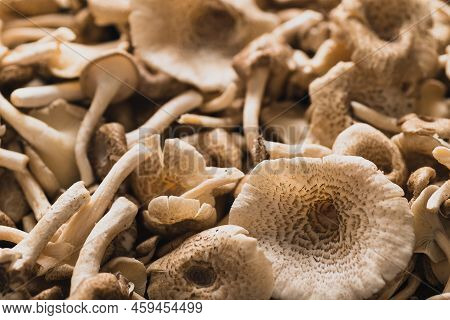 Fresh Edible Mushroom (lentinus Squarrosulus), Organic Food Ingredients In Seasonal