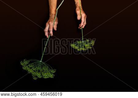 Hands Of Old Woman With Disease Of Polyarthritis Hold Umbrellas Of Branch Of Dill On Black Backgroun