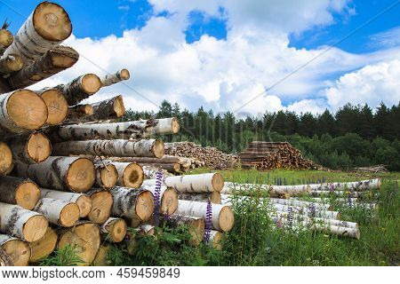 Firewood For Heating The Room. A Lot Of Sawn Logs. A Forest Cut Down For Firewood. Logging, Deforest