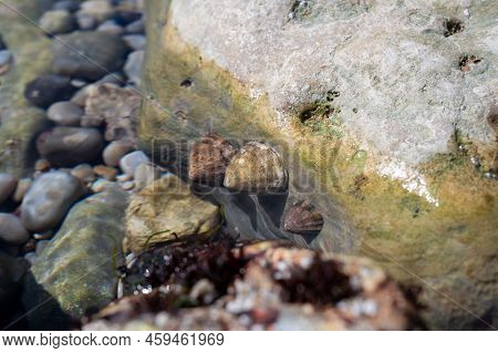 Edible Sea Water Molluscs Patella Caerulea, Species Of Limpet In Family Patellidae