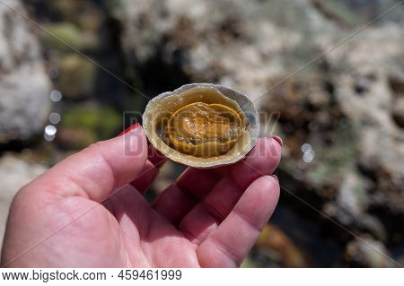 Edible Sea Water Molluscs Patella Caerulea, Species Of Limpet In Family Patellidae