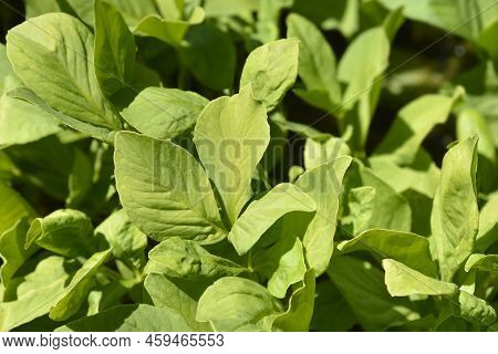 Common Bogbean Green Leaves In The Spring