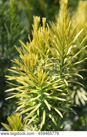 Korean Gold Plum Yew In The Summer